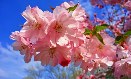 cherry blossom, flower, cherry tree-3320018.jpg